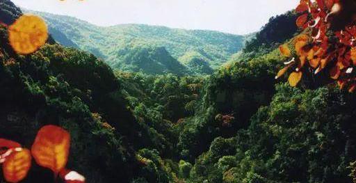 铁力